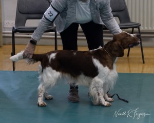 Champion Dog 